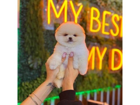 Ayı surat pomeranian bebeklerimiz