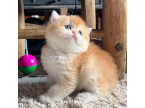 Saf kan golden british shorthair yavrular (wcf kayıtlı)