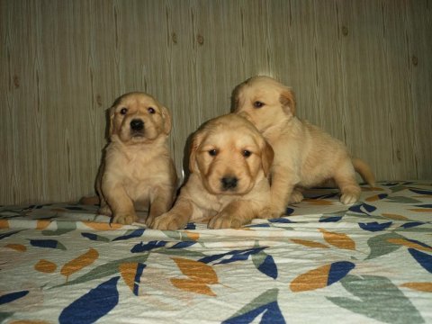 A klass golden retriever yavruları