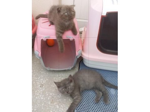 Güzel british shorthair yavrular