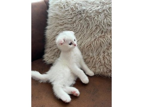 3 aylık dişi scottish fold beyaz