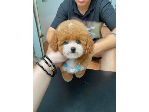 Birbirinden güzel poodle bebeklerimiz