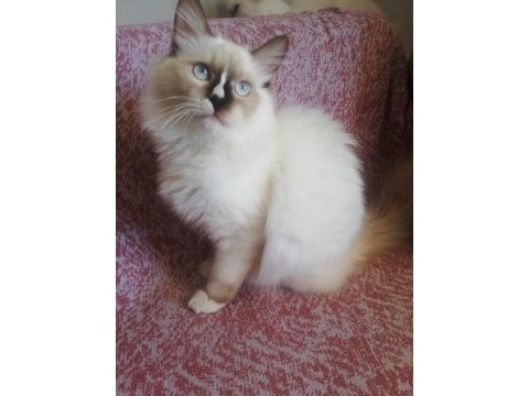 Ragdoll erkek kedim