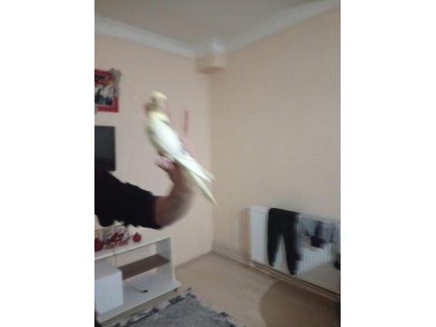 Zincir desen sultan papağanı