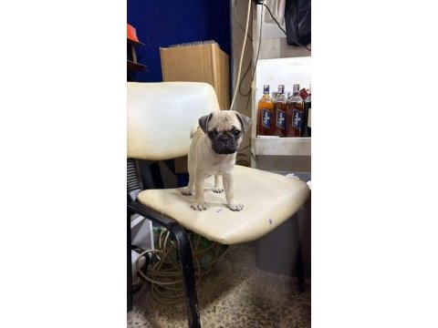 Hamburger face gül kuyruk pug mops bebek