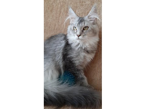 Mini coon yavru kedimiz