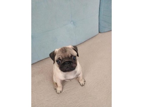 3 aylık pug erkek