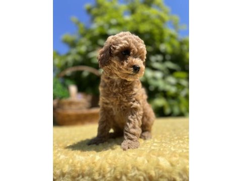 Harika güzellikte toy poodle yavrular
