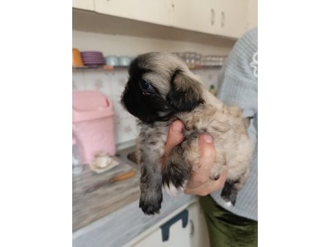 Pekinez yavru köpek dişi ve erkek