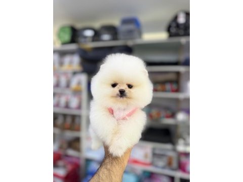 Yavru pomeranian boolar