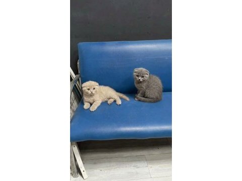 Wc eğitimli uysal scottish fold bebekler