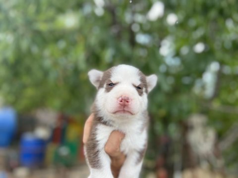 Sibirya kurdu (husky) yavrularımız