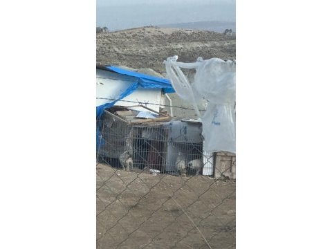 2 dişi ve 1 erkek pug