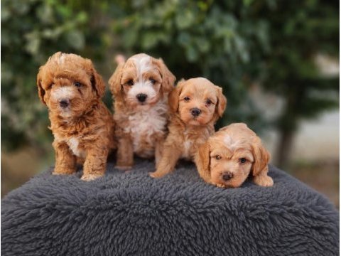 Maltipoo  yavrularımız 