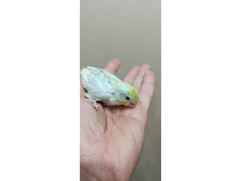 Gökkuşağı forpus papağanı
