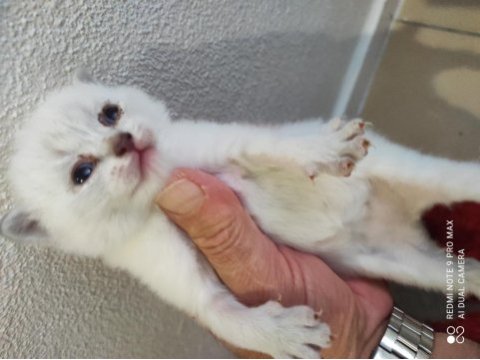 British shorthair 26 günlük yavrular