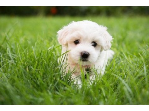 3 aylık terrier