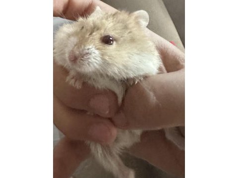 Benim iki hamsterim var taşınacağım için satıcam
