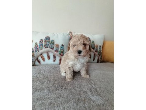 Muhteşem maltipoo bebek köpekler