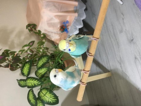 3 aylık dişi ve erkek muhabbet kuşu