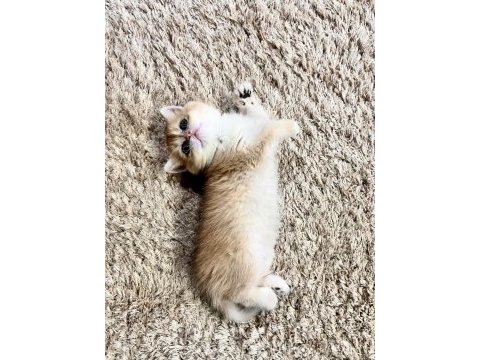 Safkan golden british shorthair ny12 (wcf)