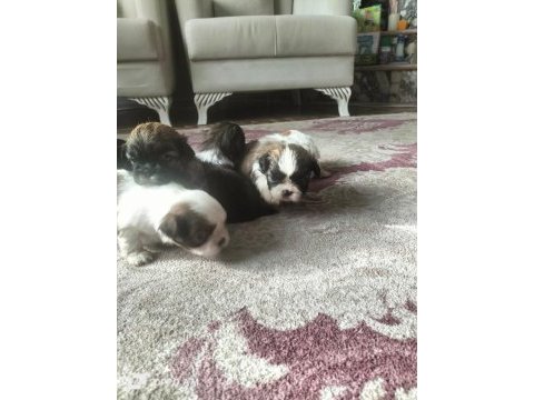 Shih tzu (şitzu) o numara erkek ve dişi yavrular