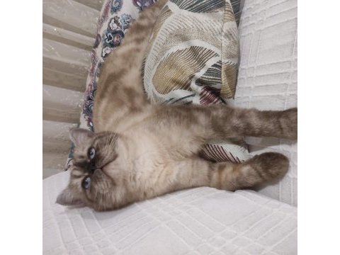 British shorthair blue point