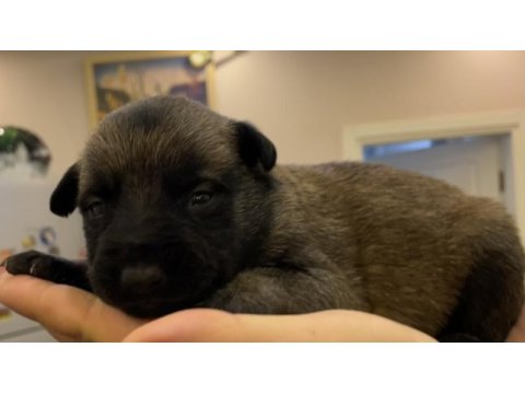 Fcı şecere malinois