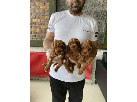 En güzel toy poodle yavrular ankara mağazamızda görün