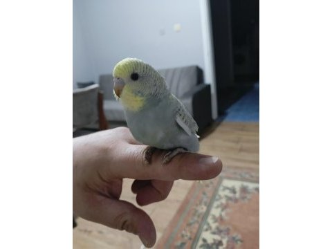 Ele alışık muhabbet kuşu yavrular