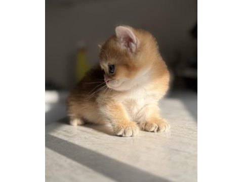 Ny11 golden harika kalite golden british shorthair