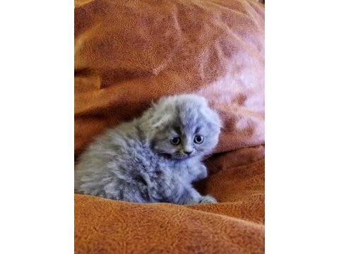 Muhteşem güzellikte scottish fold yavrularımız