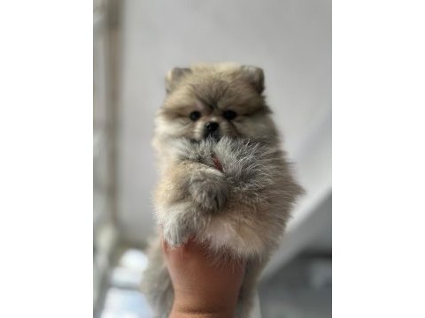 Dişi pomeranian