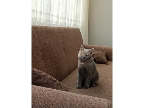 12 aylık british shorthair