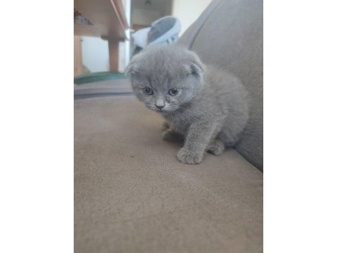 44 günlük scottish fold yavrular