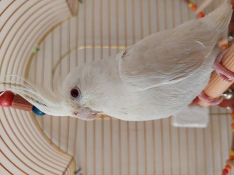 Erkek albino sultan papağanı (esyalariyla verilebilir)