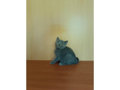 British shorthair lilac ve gri