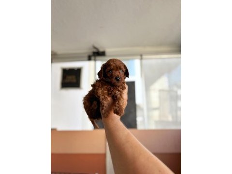 Anne toy baba kore en koyu red brown poodle bebişler