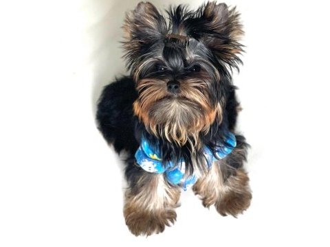 Evimizin akıllı şekeri yorkshire terrier