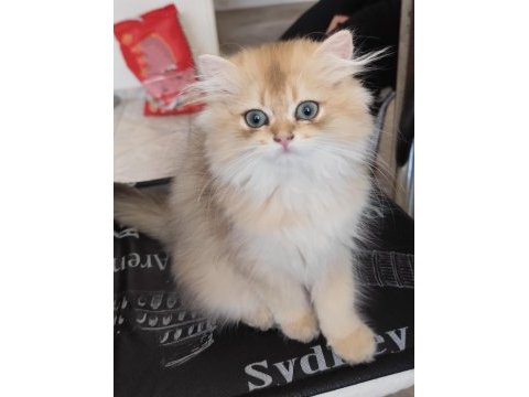 Ny11 golden british longhair yavru