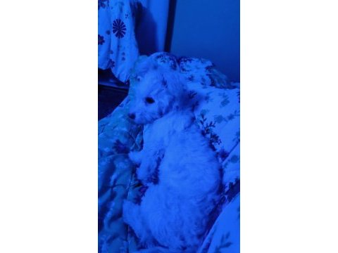 Minik terrier kızımıza yuva arıyoruz