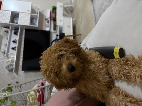 Sevimli dişi toy poodle