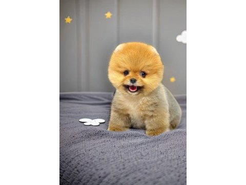 Orange dark ayı surat pomeranian boo 2 aylık erkek yavru