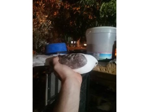 Mısırlı bango erkek güvercin