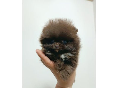 Pomeranian 2 aylık
