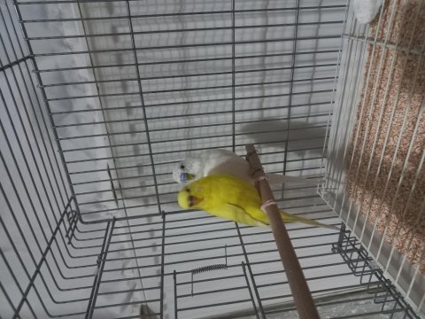 Albino df erkek lutino dişi çift muhabbet kuşu