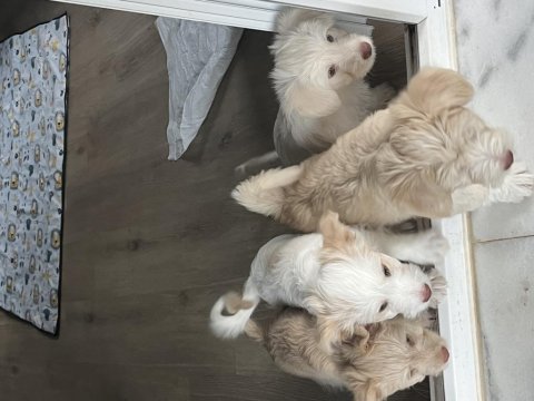 Köpeklerim 3 aylık ilk aşıları yapıldı