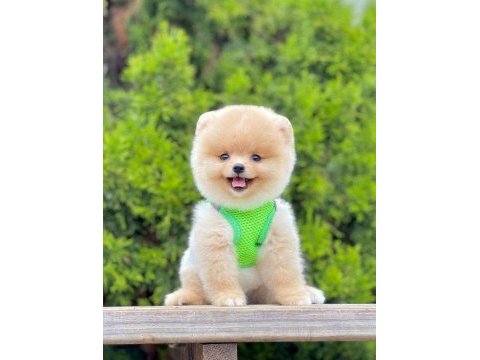 Safkan pomeranian boo köpekler