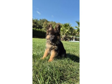 Almanların efsaneleşen köpeği alman kurdu yavruları