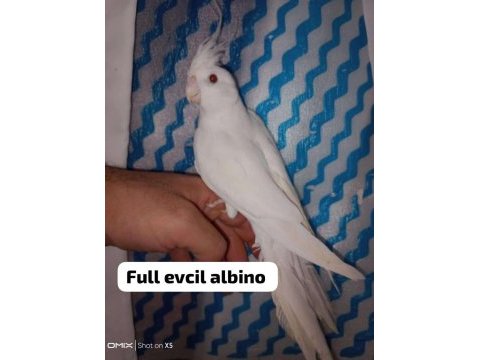 Albino ister tek ister takım sultan papağanı